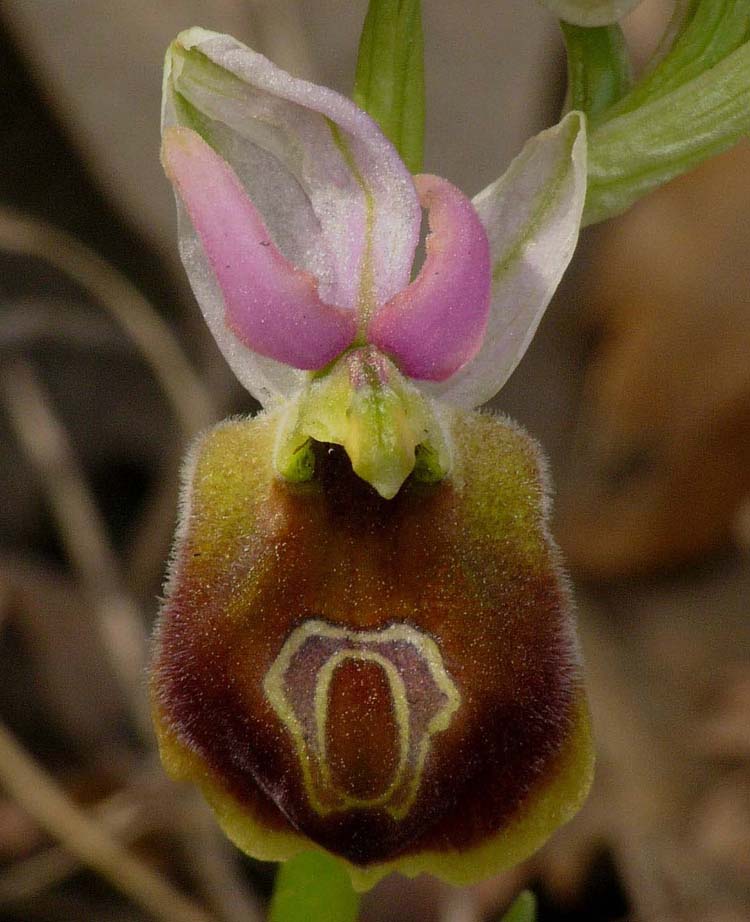 Porno er xotinining mushukidan sut yeydi